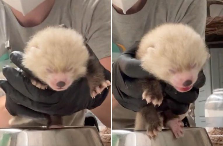 Potter Park Zoo welcomes endangered red panda cub: ‘Valuable addition’