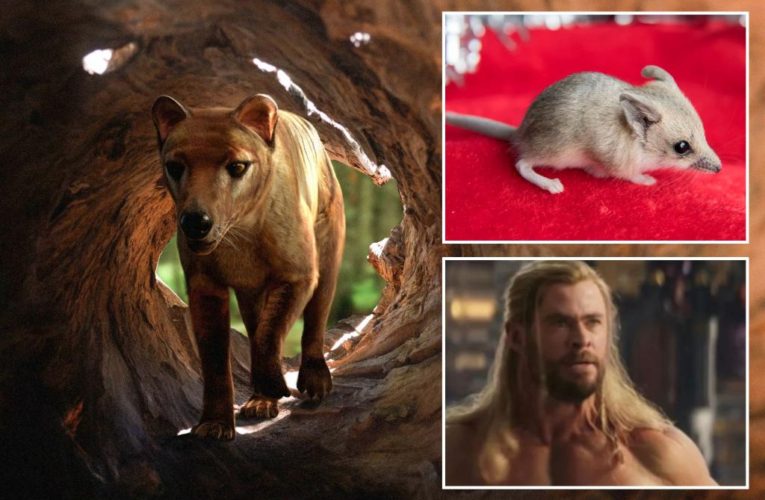 Chris Hemsworth hypes revival of extinct, ‘iconic’ Tasmanian tiger