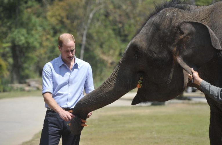 Prince William praises 5-year sentence for ivory, rhino horn trafficker Moazu Kromah