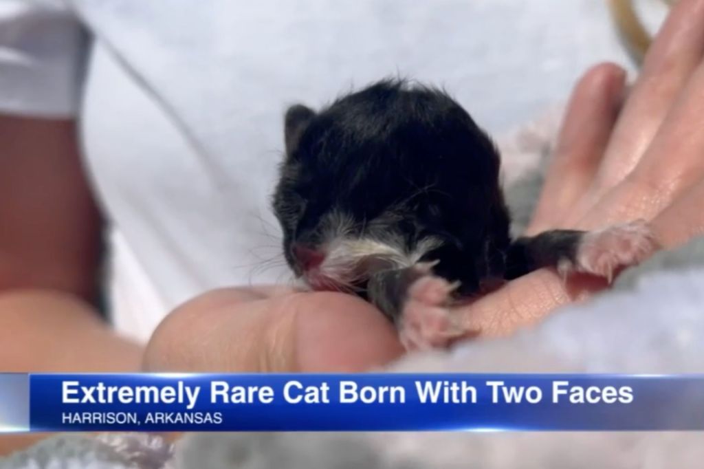 Dr. Tim Addis, a veterinarian with Alley Cat Animal Rescue, said the two-faced cat takes nourishment through either mouth.