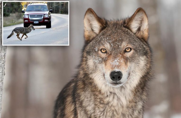 Advocates claim wolves are returning to New York State