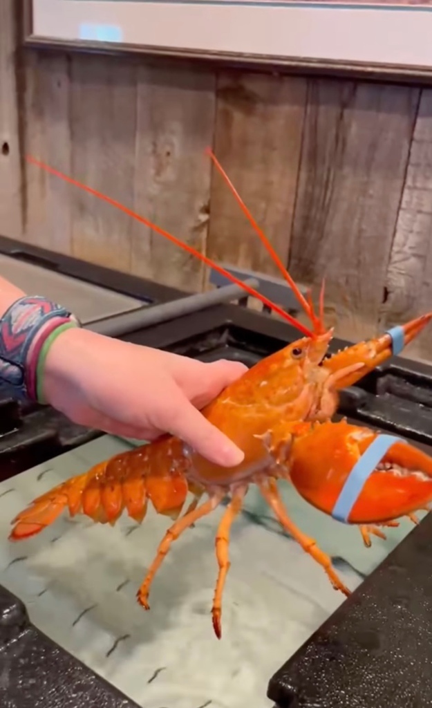 Ripley’s Aquariums partnered with Red Lobster to learn more about what their lobsters are eating that causes them to turn orange.

