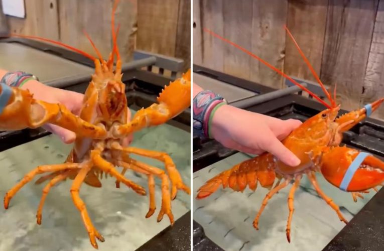 Second rare, orange lobster rescued from Red Lobster restaurant