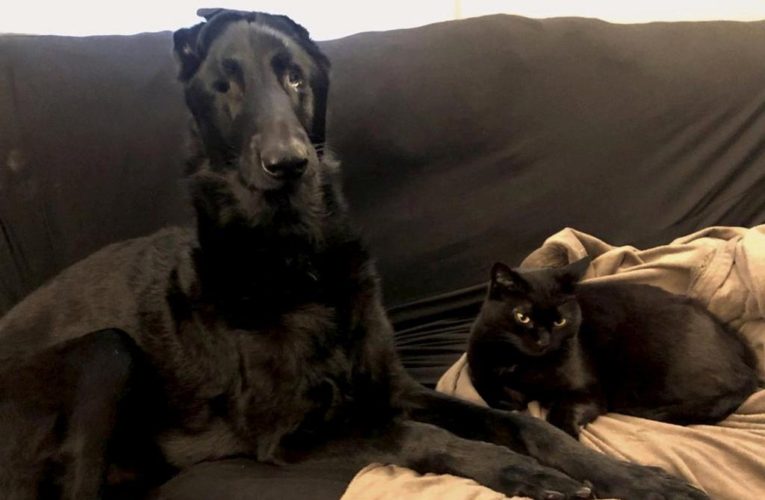 Blind dog has a ‘seeing-eye’ cat, who guides him with meows