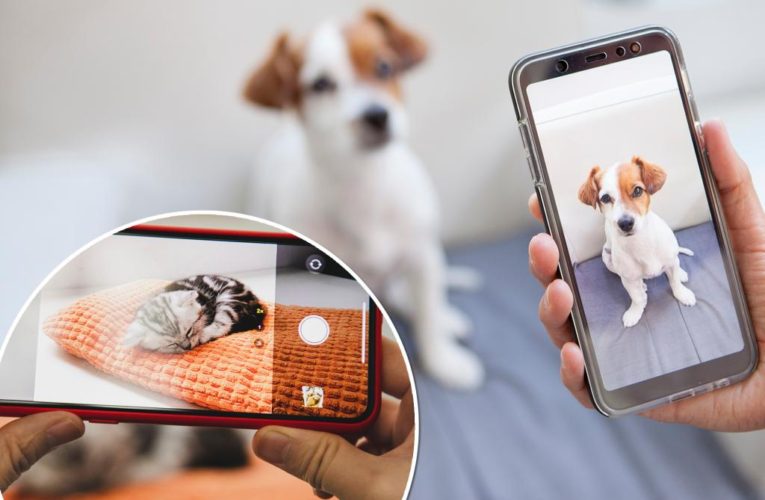 People have more pics of pets than loved ones on phone: poll