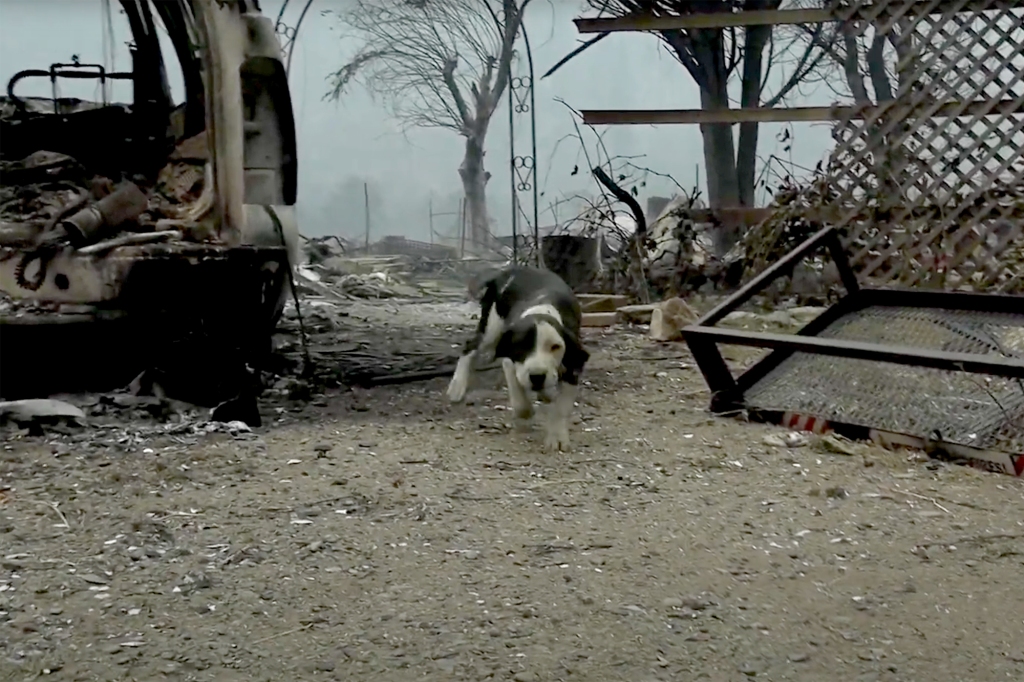 a puppy among a burnt out house