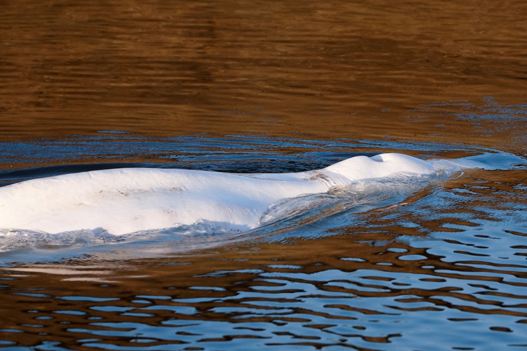 Beluga whale that strayed into France's Seine river swims near the Notre-Dame-de-la-Garenne lock-in Saint-Pierre-la-Garenne, France, August 9, 2022. REUTERS/Benoit Tessier/Pool