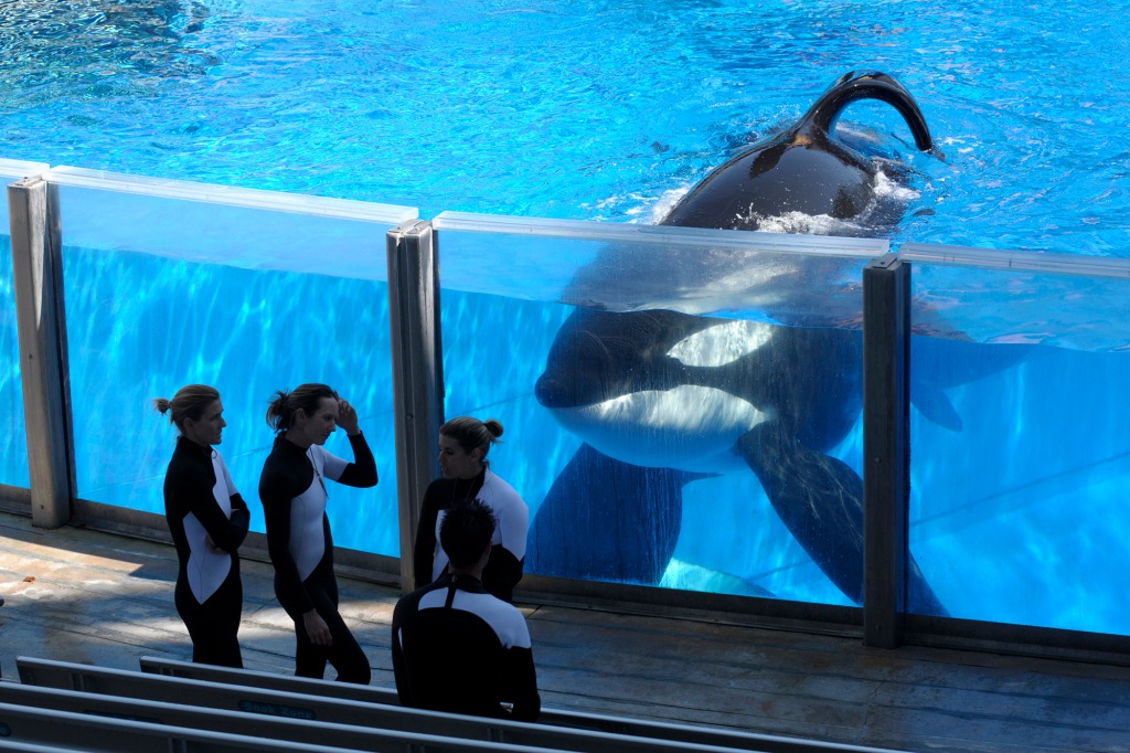  In this March 7, 2011 file photo, killer whale Tilikum, right, watches as SeaWorld Orlando trainers take a break during a training session at the theme park's Shamu Stadium in Orlando, Fla