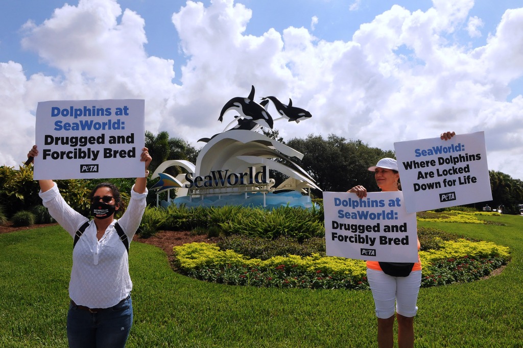 Visitors to SeaWorld Orlando are met by PETA activists protesting the theme park's treatment of killer whales and dolphins as the attraction reopens after closing in March due to the coronavirus pandemic on June 11, 2020 in Orlando, Florida, USA.