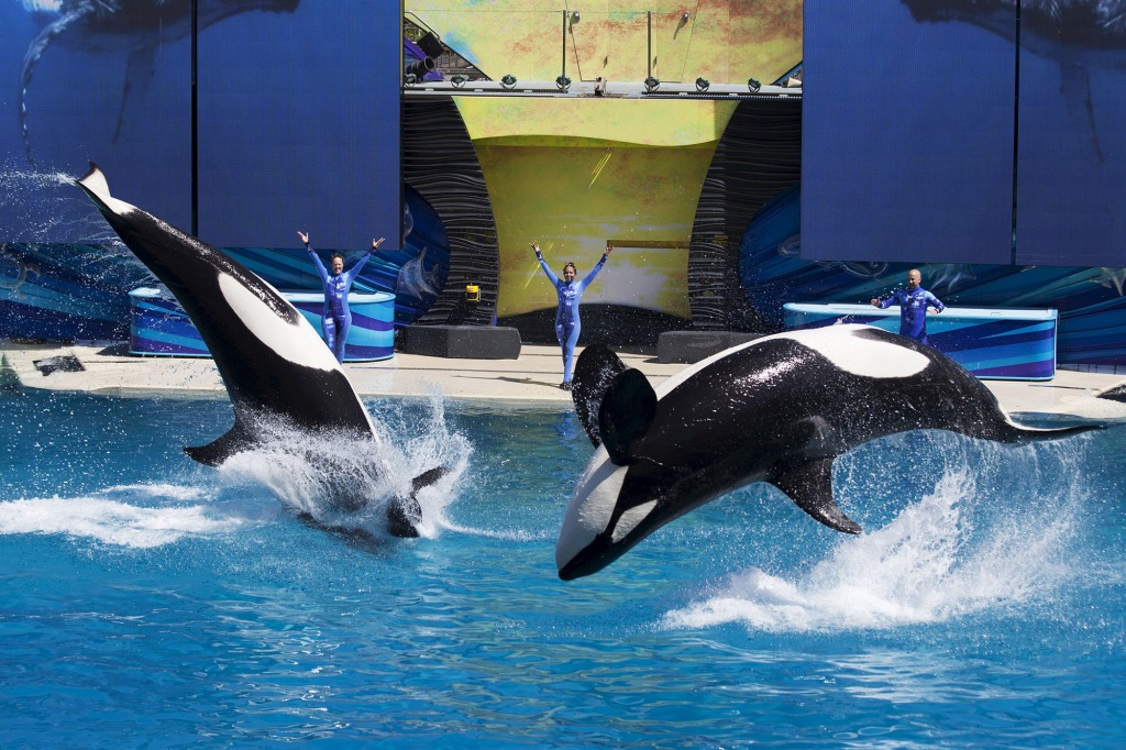 Trainers have Orca killer whales perform for the crowd during a show at the animal theme park SeaWorld in San Diego, California 