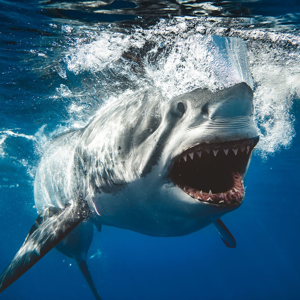 A Great White swims off the coast of Mexico.