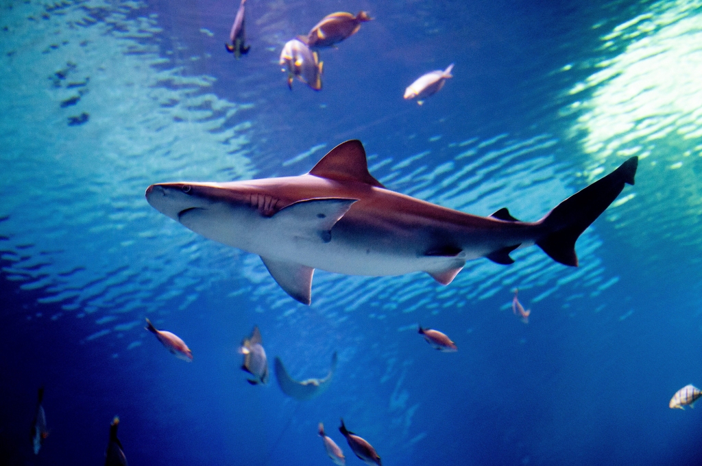 "Shark Day" at the Orientarium in Lodz, Poland 14 July 2022.