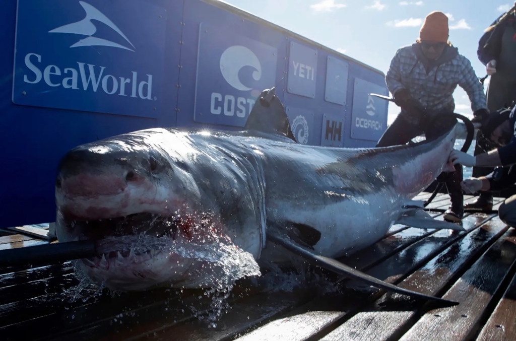 A 1,000-pound great white shark named Ironbound was spotted swimming off of the Jersey Shore in May, near the site of the infamous shark attacks that inspired “Jaws.”