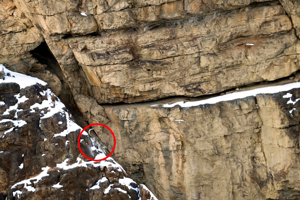 This pic marked the first time that photographer Hira Punjabi, 57, had ever seen a snow leopard.