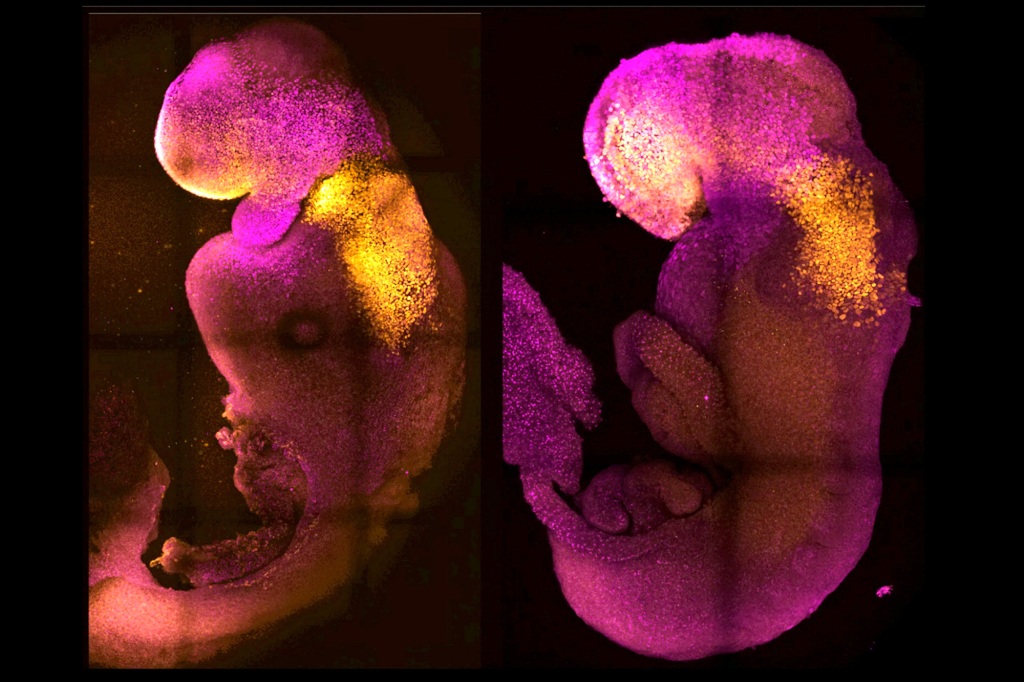 mouse embryo