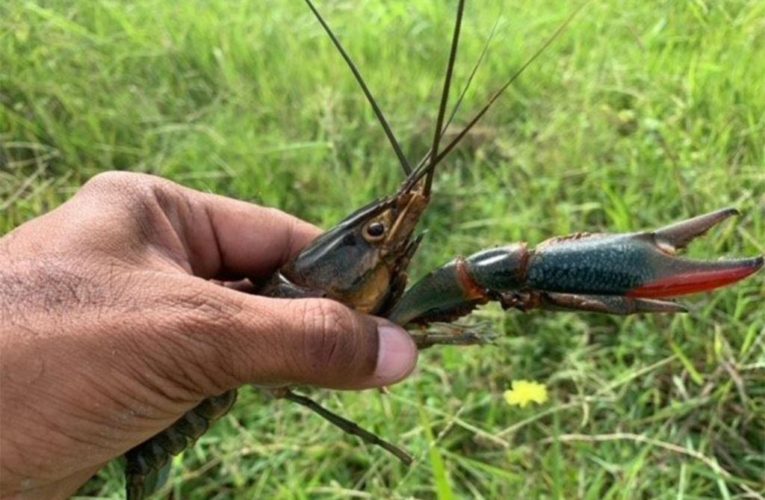 Officials worry Australian Redclaw Crayfish found in Texas will harm biodiversity