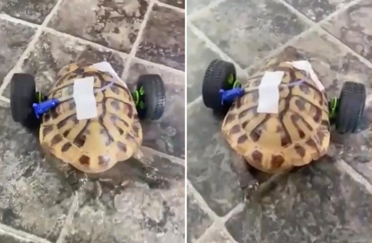 Eddie the tortoise gets new set of wheels after double amputation