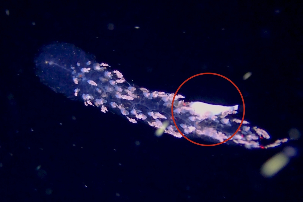 Siphonophores are predatory carnivores, surviving off a diet of copepods, small crustaceans, and small fish.