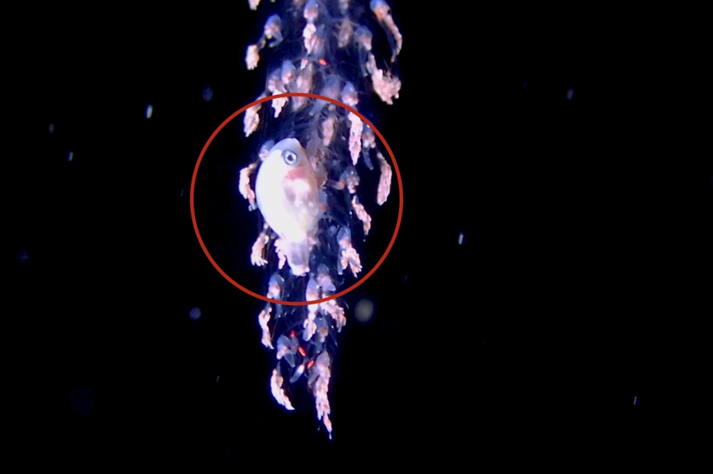 In Valencia's footage the eerie creature drifts through the waters with an eerie glow while the head pulsates with breathing movements. 