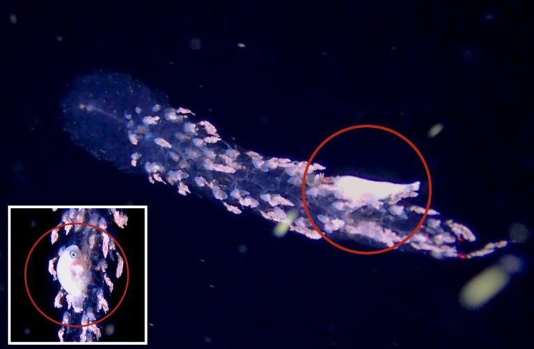 Scuba diver discovers rare transparent sea ‘predator’