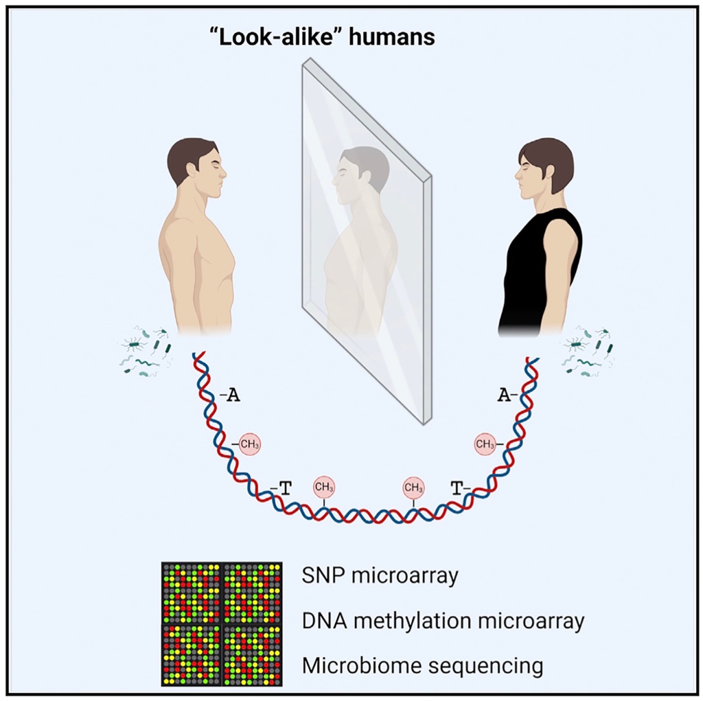 illustration of genetic similarities between lookalikes