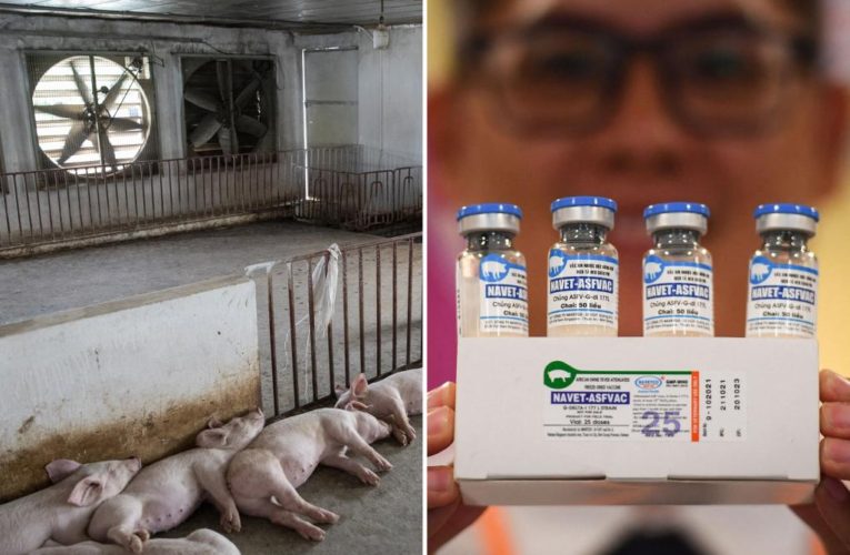 Vietnam suspends African swine fever vaccine after pig deaths