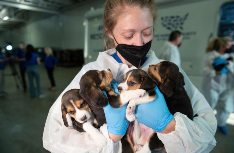 Beagles rescued from research facility arrive at animal shelters