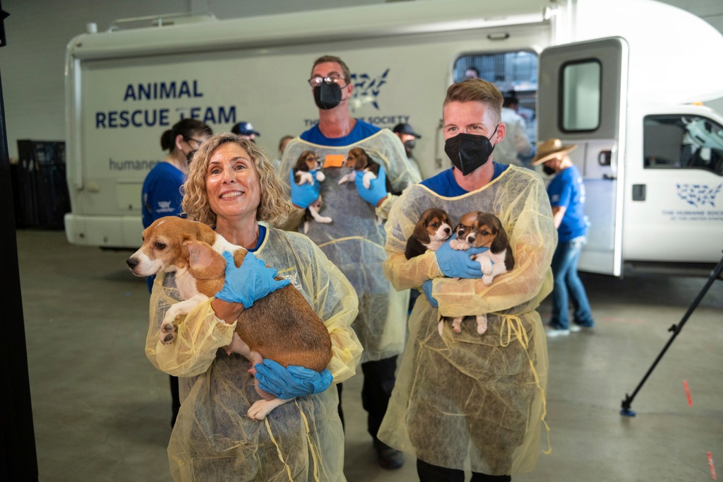 Kitty Block, President and CEO of the Humane Society of the United States, and HSUS Animal Rescue Team members carry beagles into the organization's care and rehabilitation center in Maryland