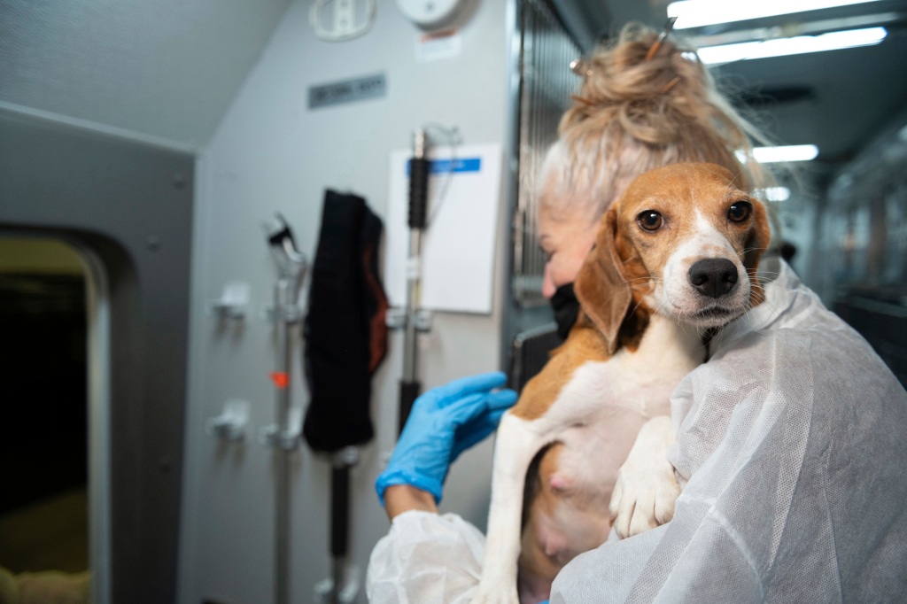 A woman holds a beagle puppy in her arms