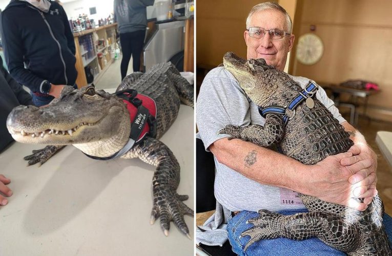 Emotional support alligator ‘WallyGator’ up for ‘America’s Favorite Pet’