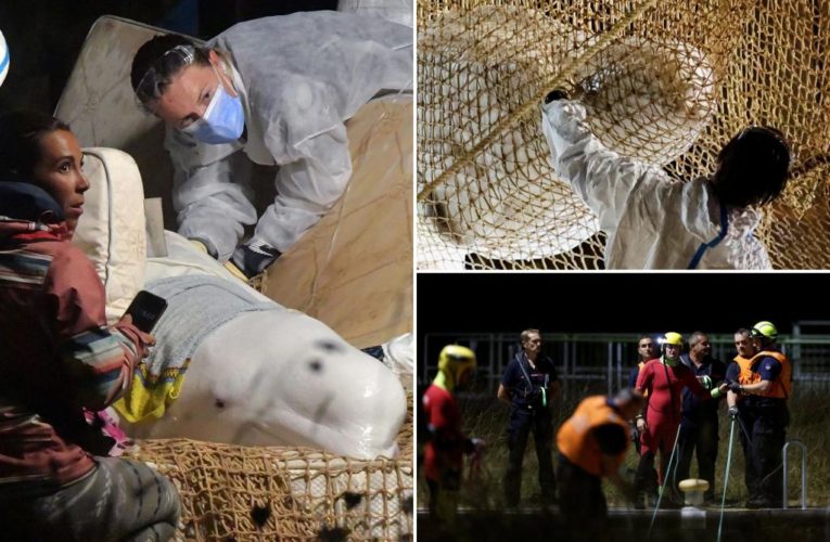 Beluga whale trapped in France’s Seine River rescued