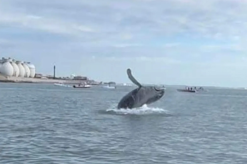 A humpback whale breaches Massachusetts' Boston Harbor.
