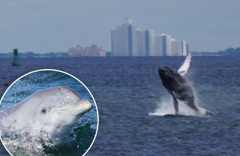 Whales, dolphins flock to NYC waters