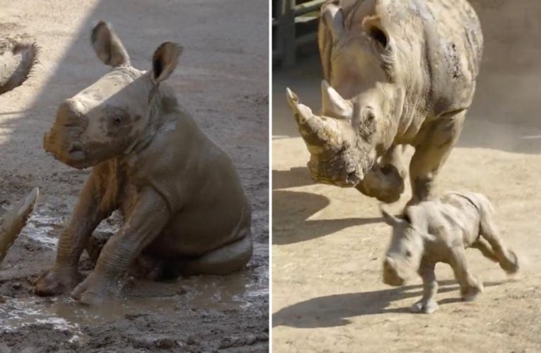 San Diego Zoo welcomes endangered baby southern white rhino
