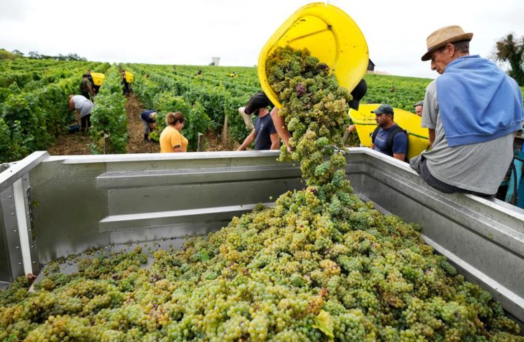 French wine country has earliest harvest ever after drought