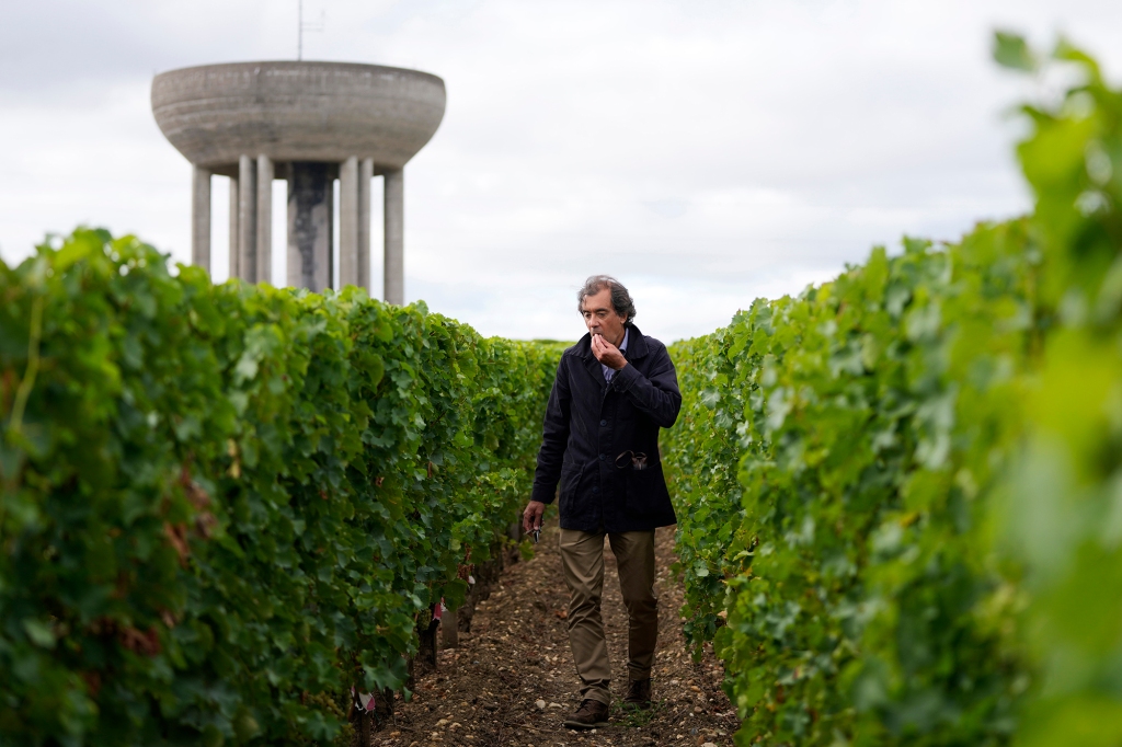 Laurent Lebrun, director of the Château Olivier estate, goes through the vineyards to taste grapes from various areas and decide when harvesting is needed, in Leognan, south of Bordeaux, southwestern France.