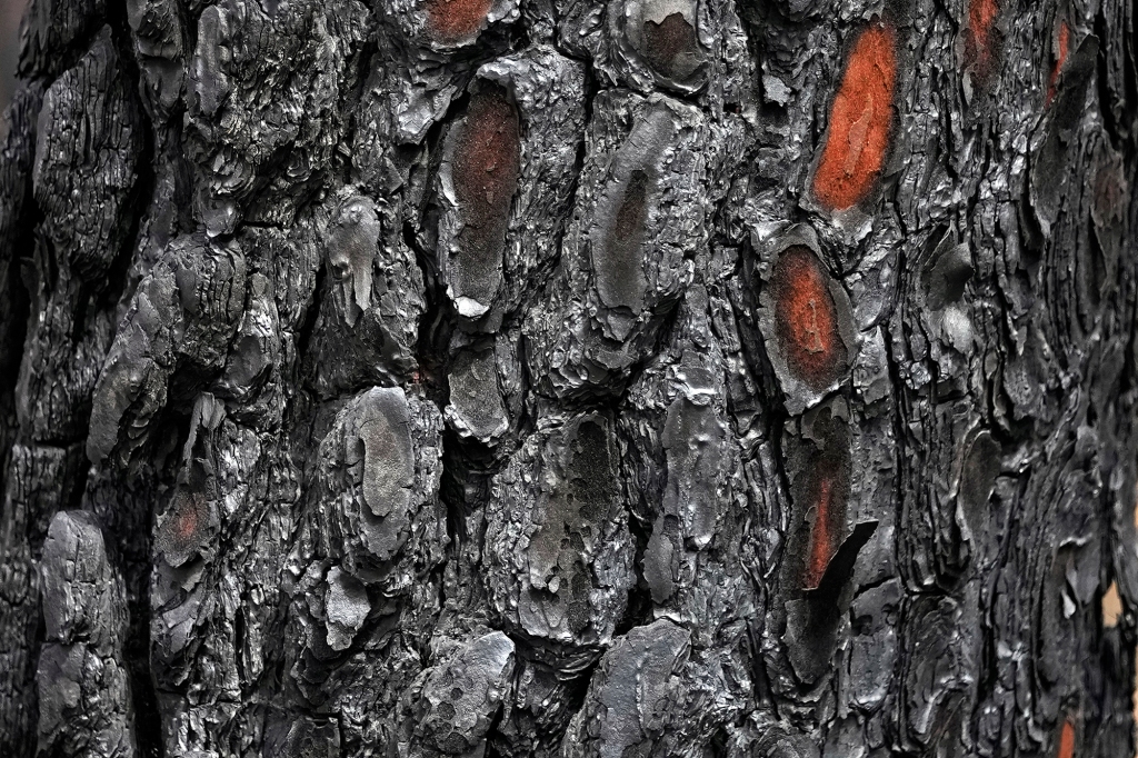 The bark of a burned pine tree is visible in a forest, in Hostens, south of Bordeaux, southwestern France.