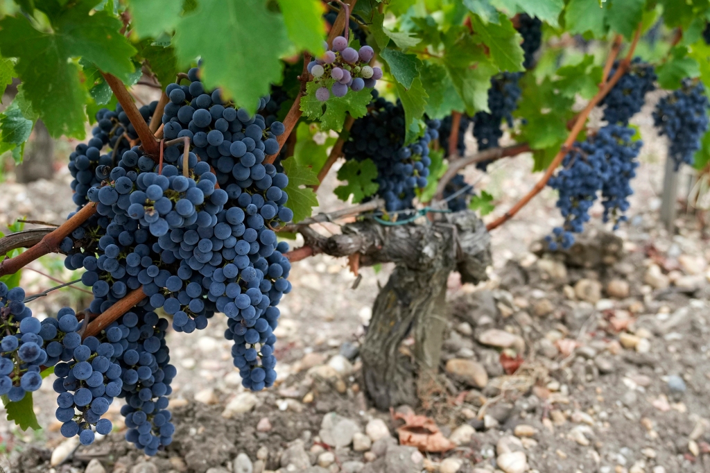 The fruit is immediately crushed to make juice, which is put into tanks, then barrels to start the wine production process.