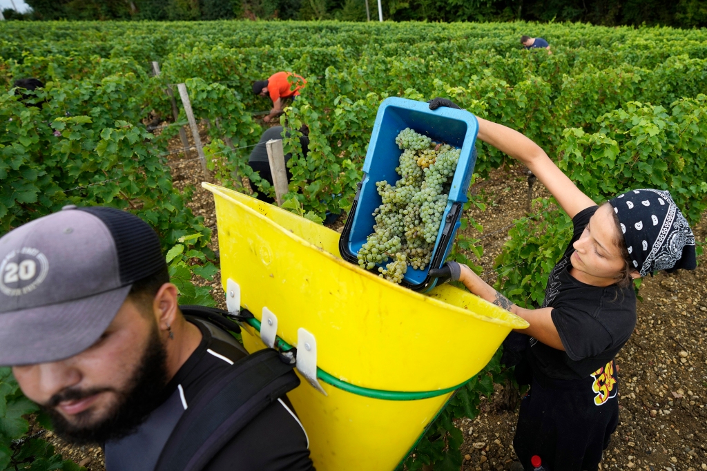 As the harvest unfolds, dozens of workers kneel in the vineyards to hand-pick grapes and put them into baskets. 