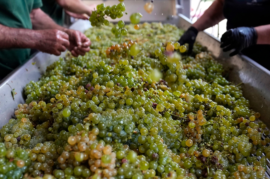 Workers check white grapes of sauvignon to remove the dry leaves at the Grand Cru Classe de Graves of the Château Carbonnieux, in Pessac Leognan, south of Bordeaux, southwestern France.