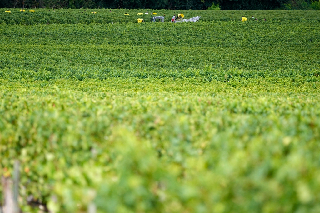 Workers collect white grapes of sauvignon in the Grand Cru Classe de Graves of the Château Carbonnieux, at Pessac Leognan, south of Bordeaux, southwestern France.