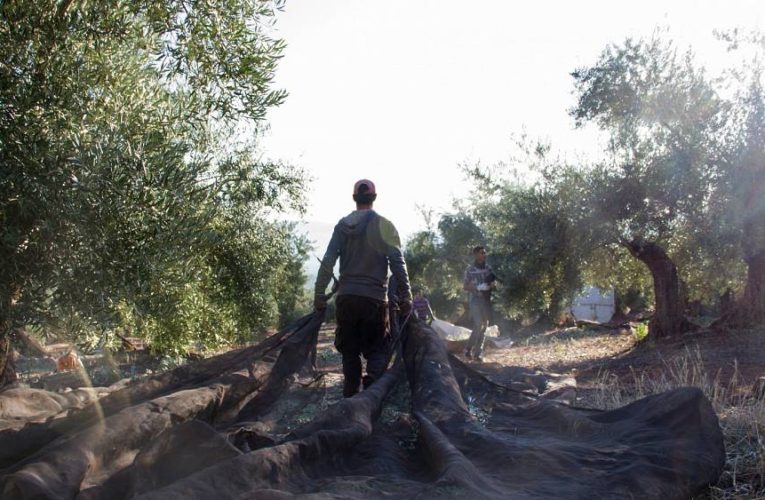 Spanish farmers struggle to adapt to worsening heatwaves and droughts