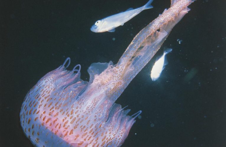 ‘Mauve Stingers’ Jellyfish with spotted on New Jersey beaches