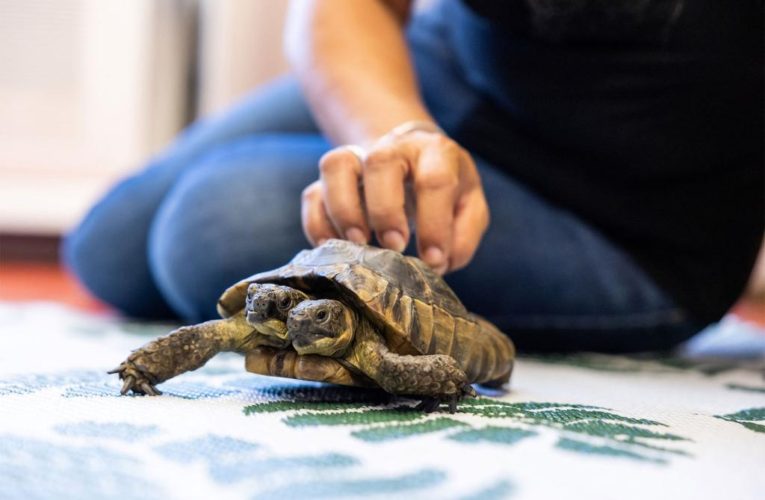 Two-headed tortoise Janus turning 25 with a special celebration