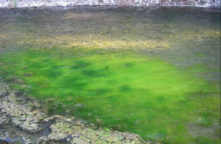 Algae bloom turns Washington inlet color to teal