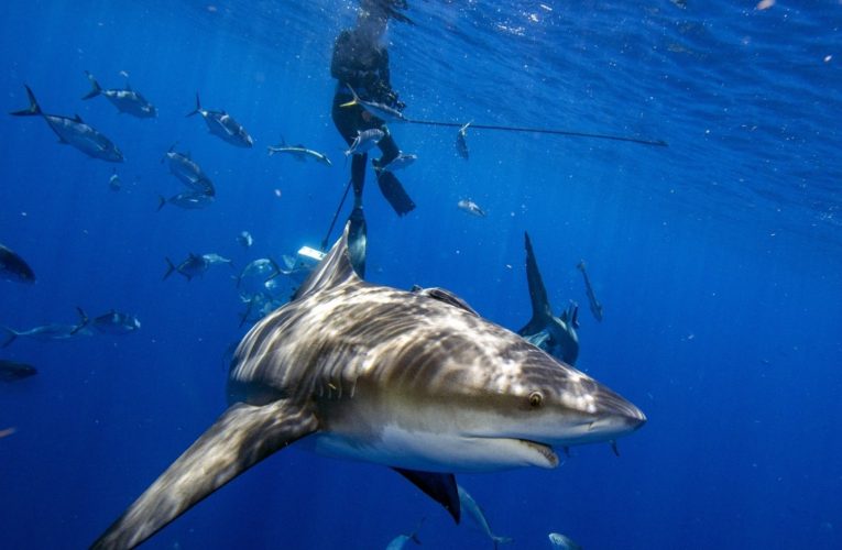 American woman killed by shark while snorkeling in the Bahamas