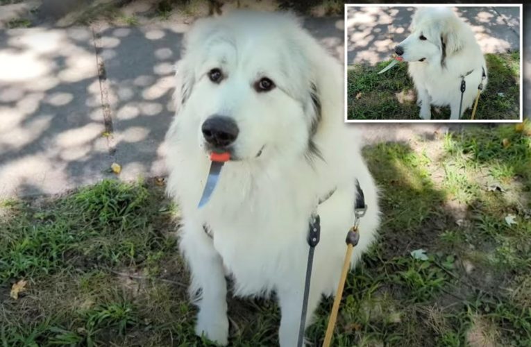 Dog walker begs armed pup to surrender