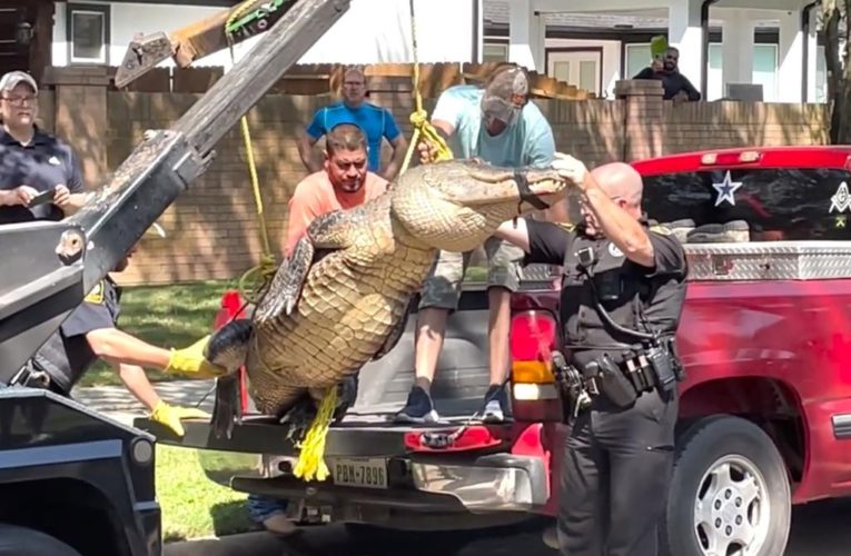 Massive 11-foot alligator seen strolling through Houston suburb