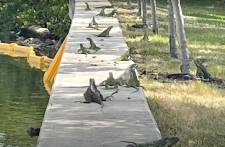 Miami Beach considers paying bounty for iguanas