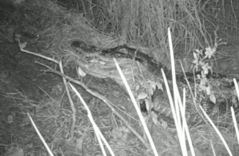 Alligator carries new hatchlings in adorable video